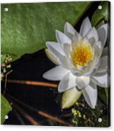 Water Lily Acrylic Print