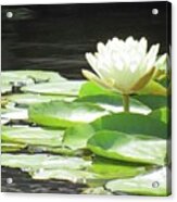 Water Lily - Sunny Sunday Morning 03 Acrylic Print