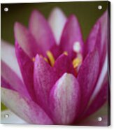 Water Lily Acrylic Print