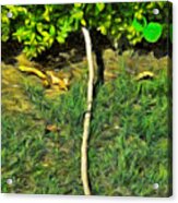 Water Pipe In A Garden Acrylic Print