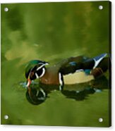 Male Wood Duck Water Reflections Acrylic Print