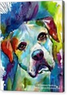 Watercolor American Bulldog Painting By Acrylic Print