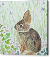 Watercolor - Baby Bunny Acrylic Print