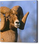 Waterton Canyon Ram Acrylic Print