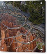 Weathered And Worn Tree In The Canyon Acrylic Print