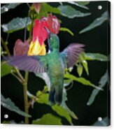 Wedge Billed Hummingbird Otun Quimbaya Pereira Colombia Acrylic Print