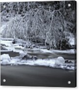 Weeping Frosted Tree Acrylic Print