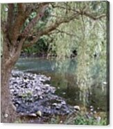Weeping Willow Acrylic Print