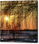 Weeping Willows Sunset Acrylic Print