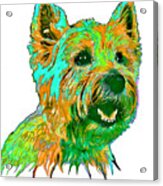 West Highland Terrier Acrylic Print
