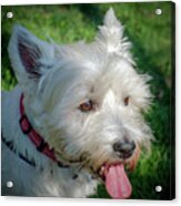 West Highland White Terrier Acrylic Print