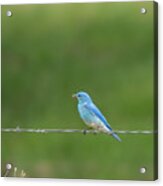 Western Bluebird Acrylic Print