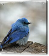 Mountain Bluebird On Cold Day Acrylic Print