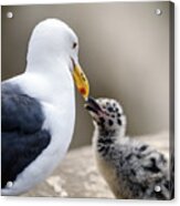 Western Gull Beak-to_beak With Her Chick Acrylic Print