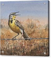 Western Meadowlark Acrylic Print