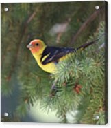 Western Tanager Acrylic Print