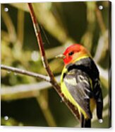 Western Tanager In The Rocky Mountains Of Colorado Acrylic Print