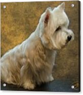 Westie On The Lookout Acrylic Print