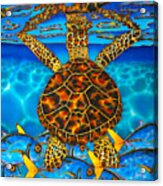 West Indian Hawksbill Sea Turtle Acrylic Print