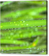 Wet Tall Grass Water Drops Acrylic Print
