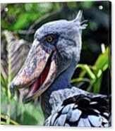 Whalehead Acrylic Print