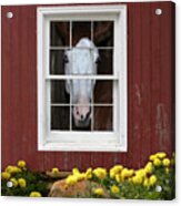 What's Out There? Acrylic Print