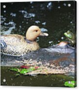 What's Up Duck? Acrylic Print