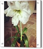 #whatsbloomingnow #flowers Acrylic Print