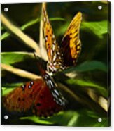 When Butterflies Kiss Acrylic Print