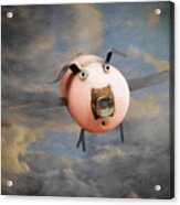 When Pigs Fly Acrylic Print