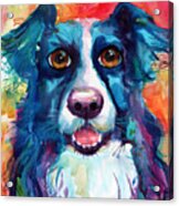 Whimsical Border Collie Dog Portrait Acrylic Print