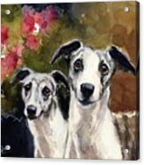 Whippets Acrylic Print