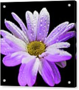 White And Purple Glow Daisy Flower Acrylic Print