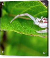 White And Red Crab Spider On Mint Acrylic Print