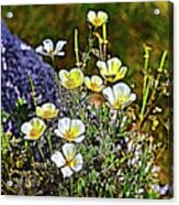 White And Yellow Poppies Abstract Glow 1 Acrylic Print