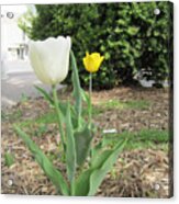 White And Yellow Tulips Acrylic Print