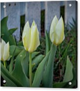 White And Yellow Tulips Acrylic Print