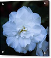 White As Snow Begonia Acrylic Print