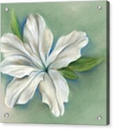 White Azalea Flower Acrylic Print
