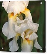 Two White Bearded Iris At Dusk Acrylic Print