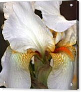 White Bearded Iris Acrylic Print
