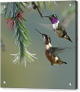 White Bellied Woodstar Hummingbird Male Acrylic Print