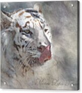 White Bengal Tiger Acrylic Print