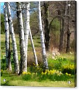 White Birch Trees And Jonquils In Nh Acrylic Print
