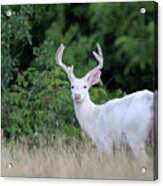 White Buck Front View Acrylic Print