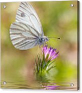 White Butterfly Acrylic Print