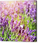 White Butterfly Sitting On Lavender Flower. Acrylic Print