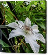 White Clematis Flower Garden 50129 Acrylic Print
