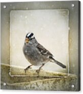 White Crowned Sparrow In Snow Frame Acrylic Print
