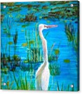 White Egret In Florida Acrylic Print